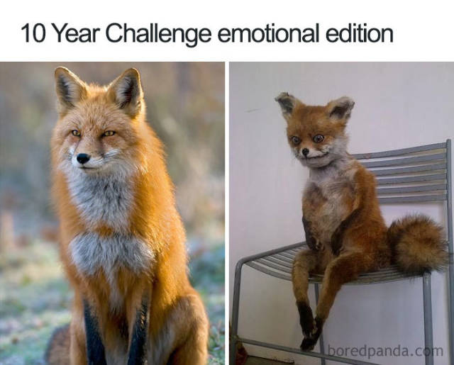 #10yearchallenge : 10-Year Challenge Memes (32 Pics)