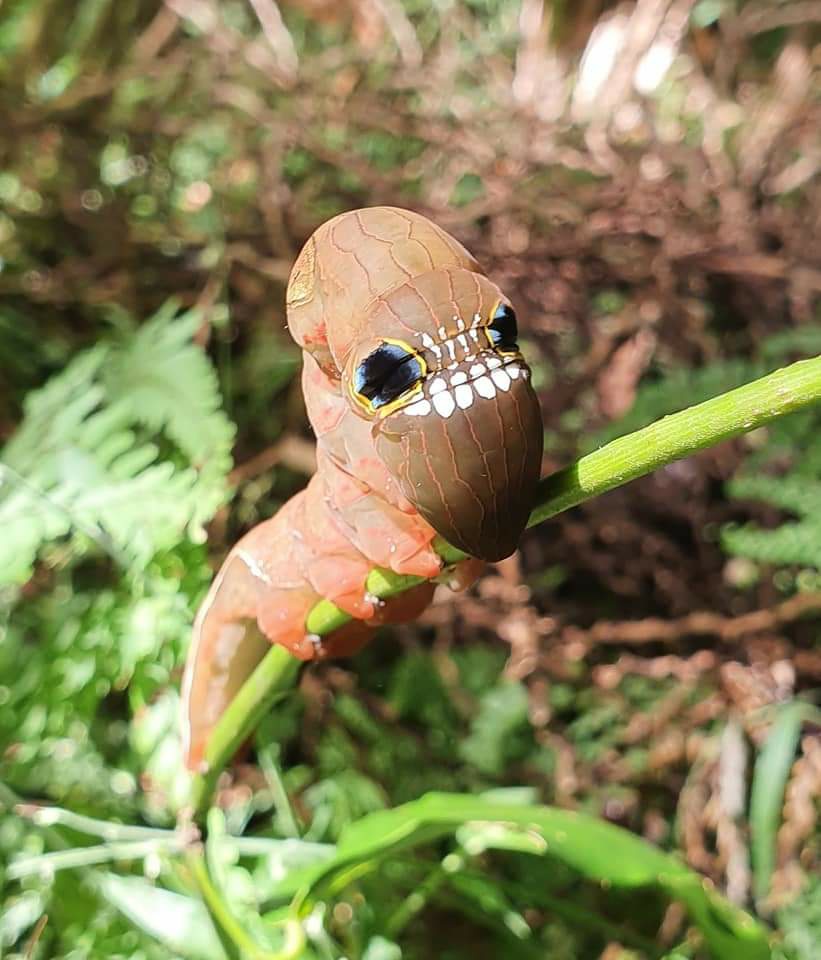 Endangered Pink Underwing Moth Caterpillar from Currumbin Valley, Gold Coast. (10 Pics)