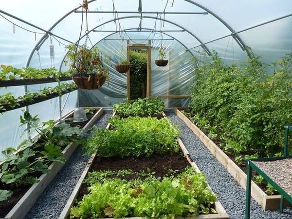 greenhouse vegetable garden layout