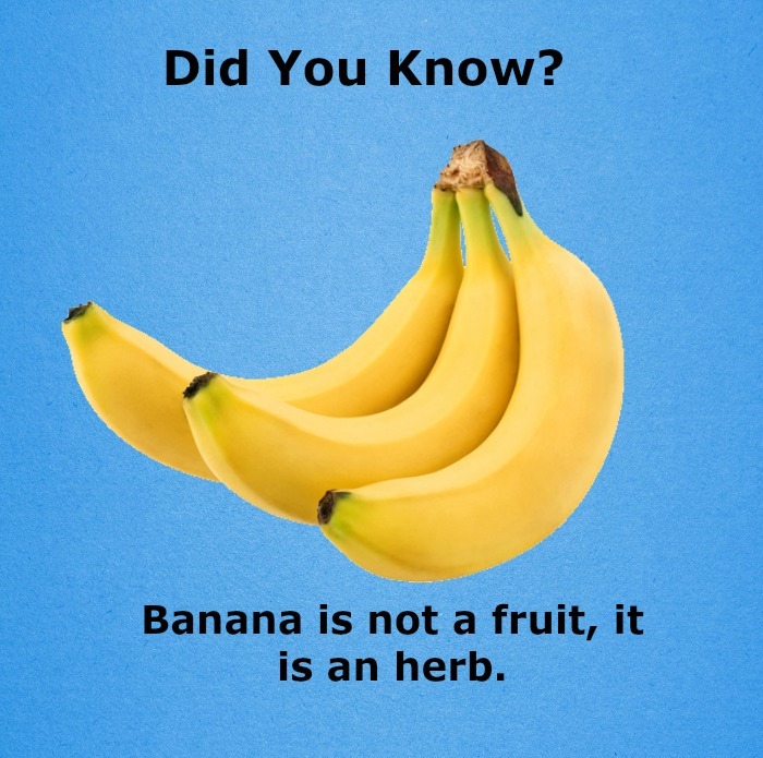 11 Amazing FRUITS Fact!