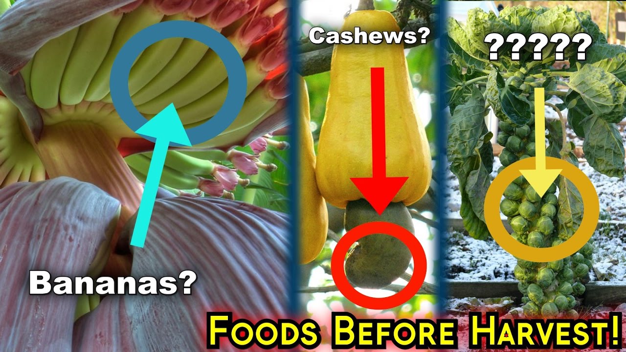 This is how food looks before it is harvested (15+ Pics)