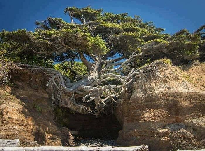 Trees that showed that nature sends over all things (15+ Pics)