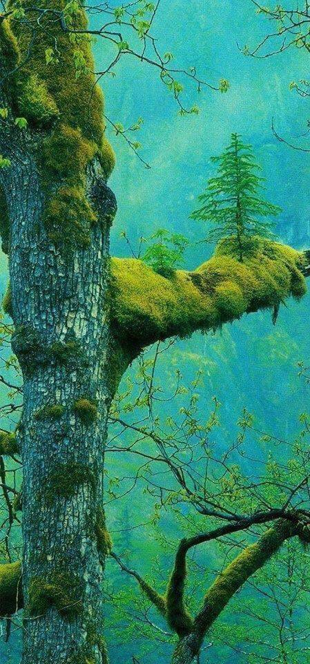 Trees that showed that nature sends over all things (15+ Pics)