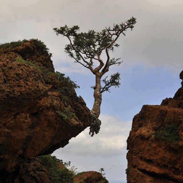 Nature Always Finds A Way! (15 Pics)