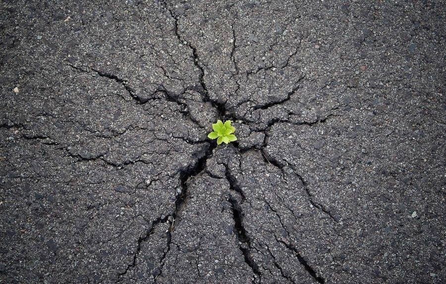 Nature Always Finds A Way! (15 Pics)