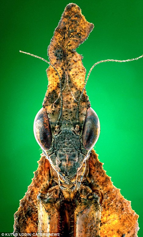 Bugzilla! If you're scared of insects, look away from these magnified images which make creepy crawlies look like dinosaurs 