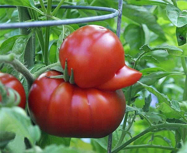 Fruit And Vegetables That Look Like Humans (20 Pics)