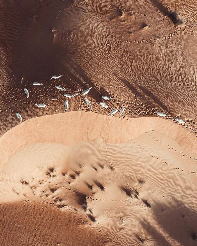 The Desert Is Taking Over Dubai And Abu Dhabi, And The Photos Are Stunning (35 Pics)