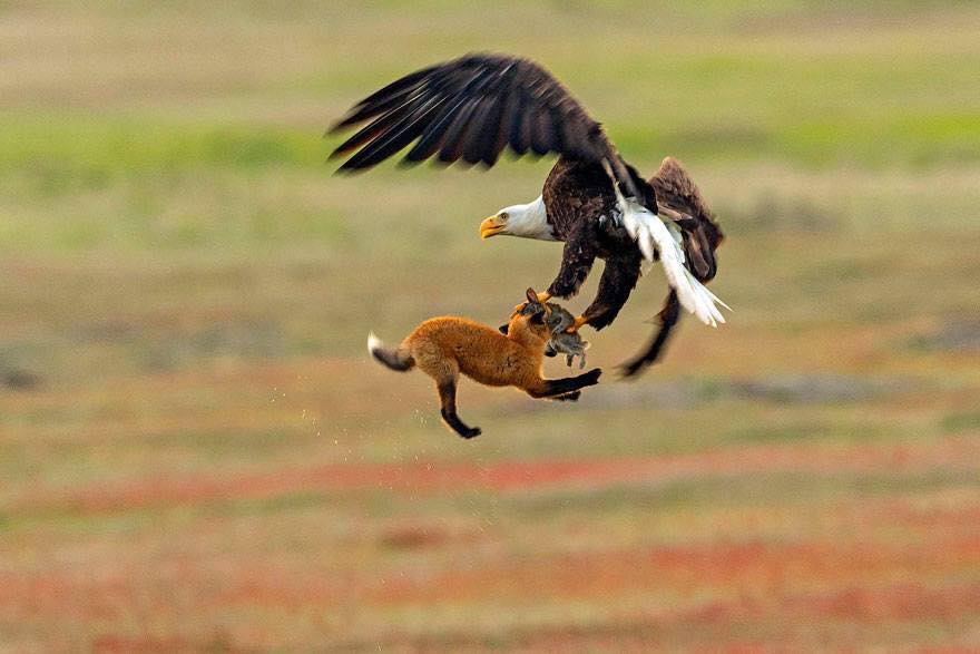 Photographer Shoots Epic Battle Between Fox And Eagle Over Rabbit, And It Gets More And More Epic With Each Photo (13 Pics)