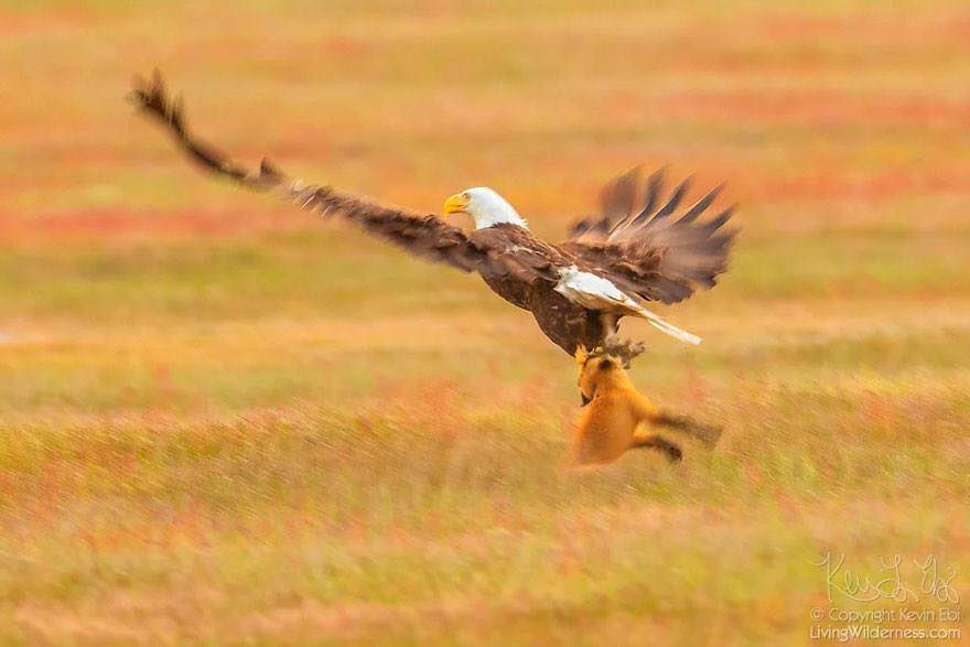 Photographer Shoots Epic Battle Between Fox And Eagle Over Rabbit, And It Gets More And More Epic With Each Photo (13 Pics)