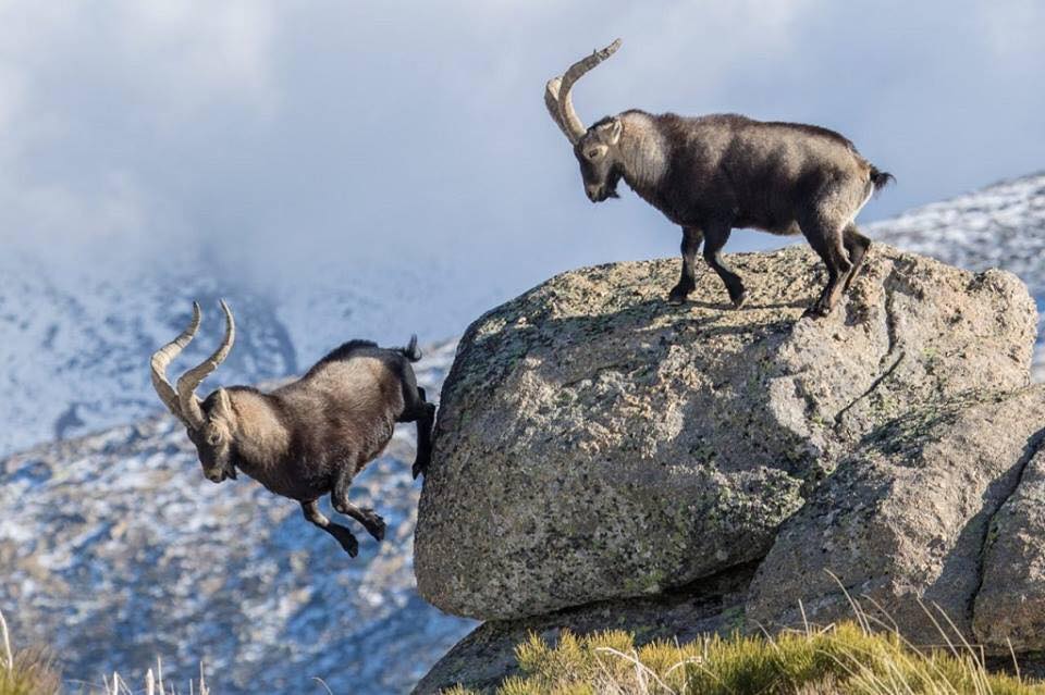 Mountain Goats - Fantastic Rock Climbers, They Defy Gravity (14 Pics)