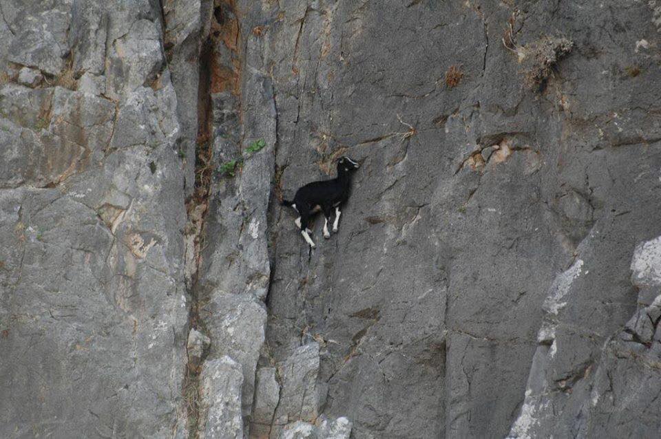Mountain Goats - Fantastic Rock Climbers, They Defy Gravity (14 Pics)