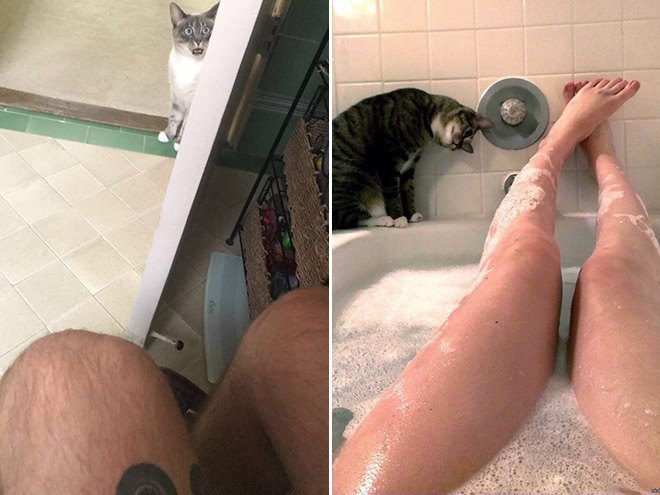 Pets Don’t Give a Crap About Your Private Space (29 Pics)
