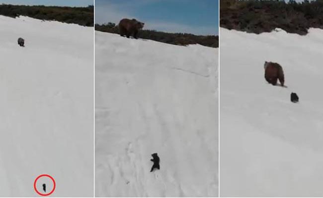 We could all learn a lesson from this baby bear: Look up & don't give up.