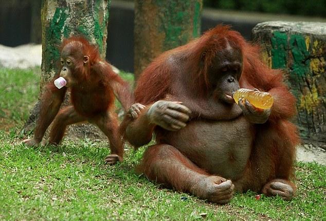Weird and wonderful Orangutans ( 5 - Pictures)