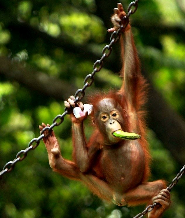 Weird and wonderful Orangutans ( 5 - Pictures)