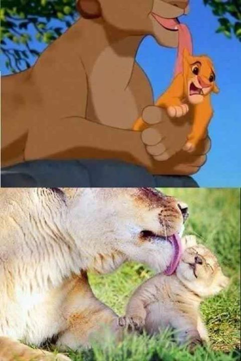 Disney Animals in Real Life - (11 Pictures)