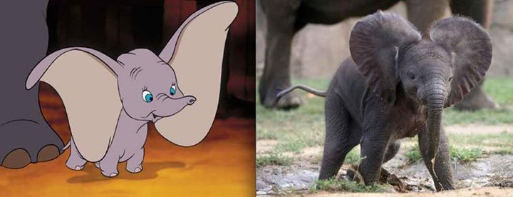 Disney Animals in Real Life - (11 Pictures)
