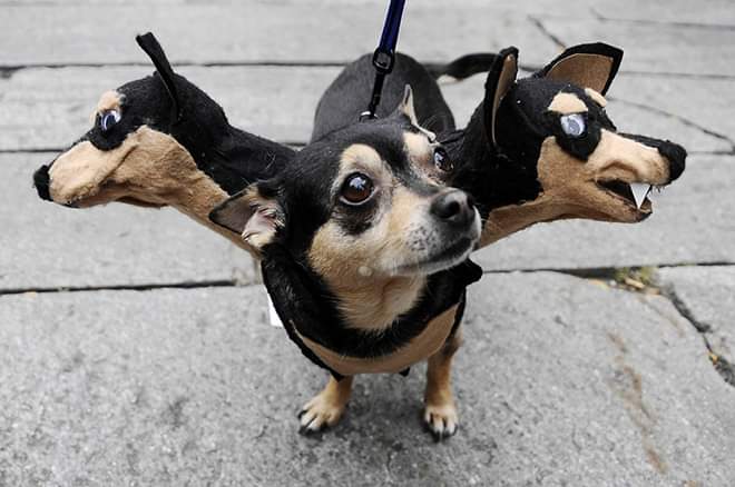 Brilliant DIY Three-Headed Dog Halloween Costumes (25 Pics)