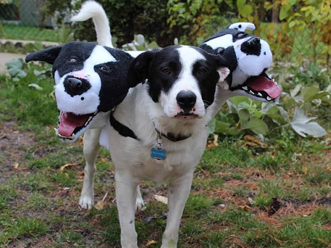 Brilliant DIY Three-Headed Dog Halloween Costumes (25 Pics)