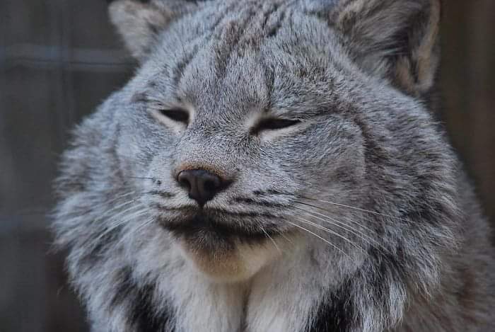The Canada Lynx Cat (20 Pics)