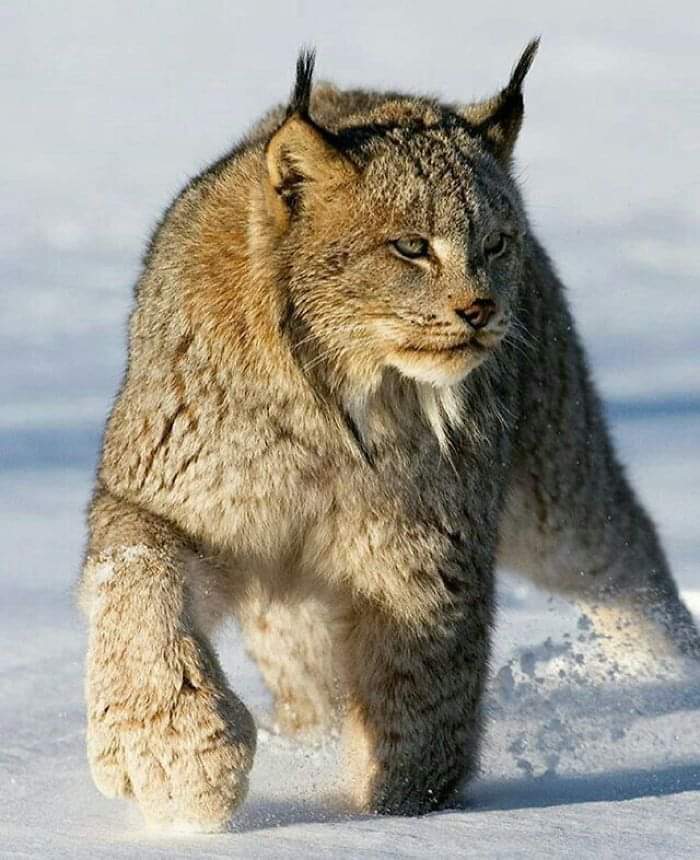 The Canada Lynx Cat (20 Pics)