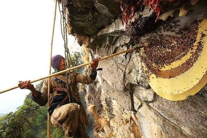Wild honey hunters of Nepal (25 Pics)