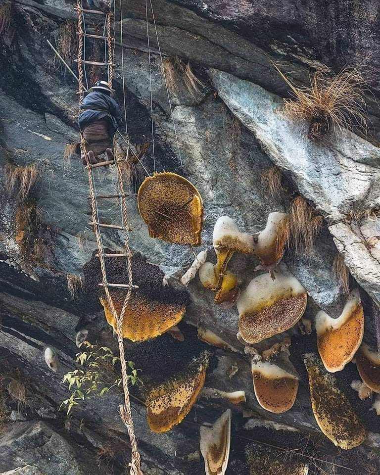 Wild honey hunters of Nepal (25 Pics)