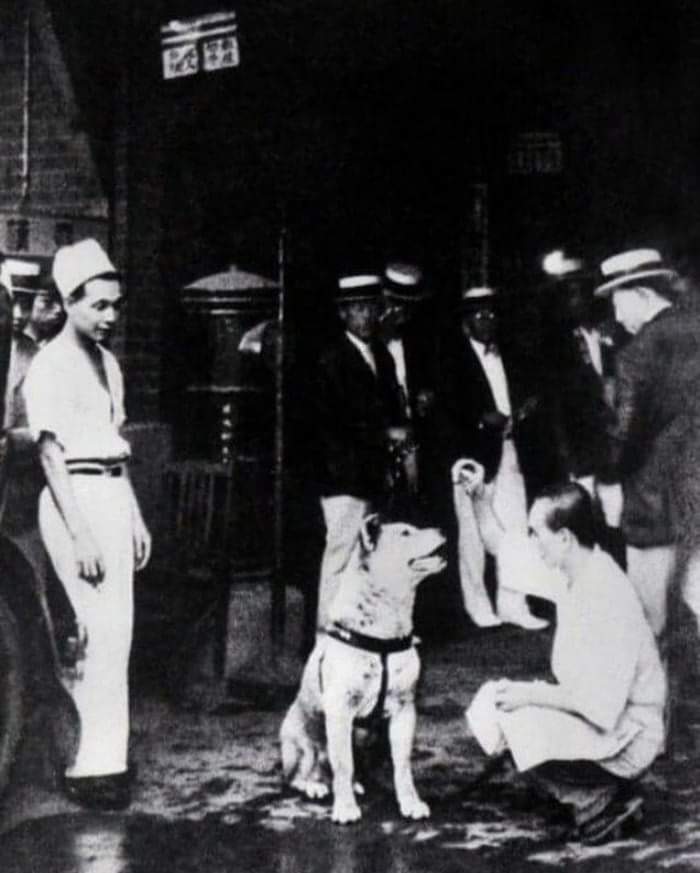 Rare photos of Hachiko - Patiently waiting for his owner