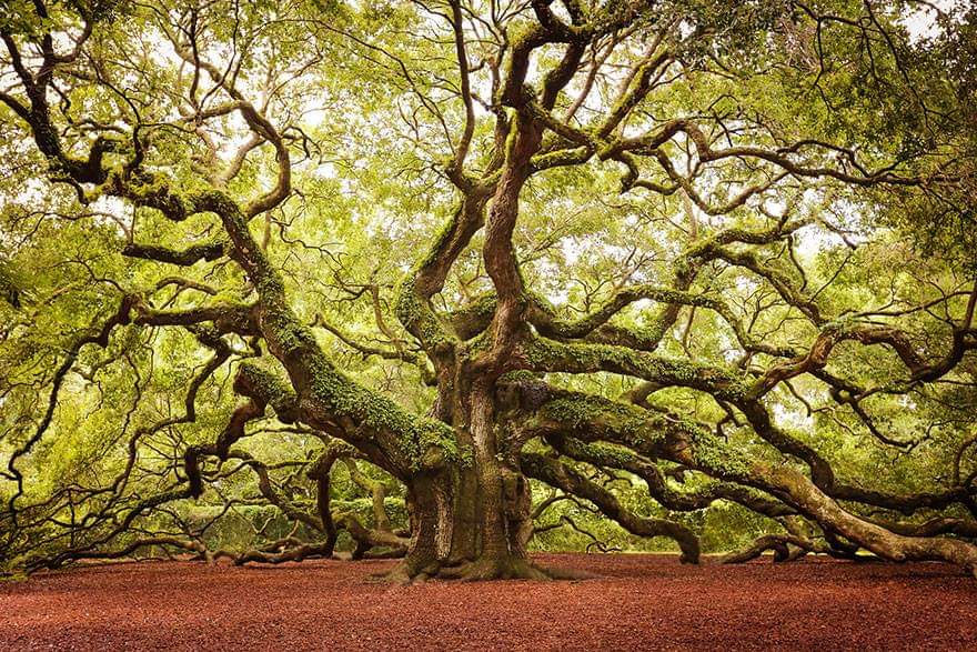 50+ Amazing trees around the world