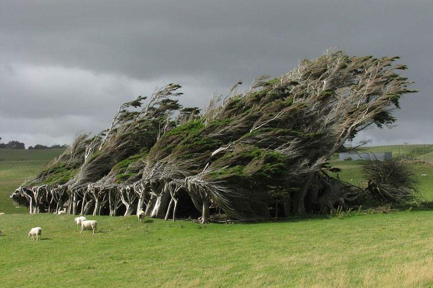 50+ Amazing trees around the world