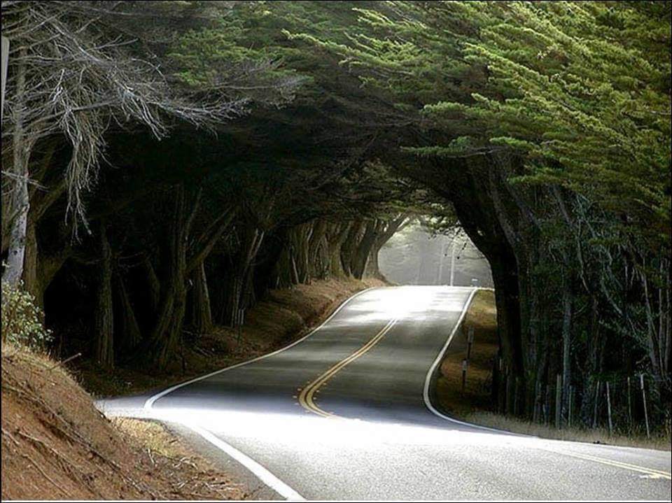 Amazing tree tunnels