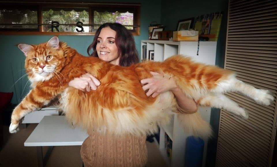 Gigantic Beautiful Cats