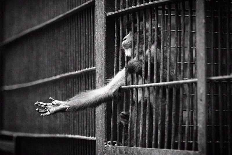 We only have a few weeks in quarantine, Just imagine them having their whole life in cold and lonely cages..!!