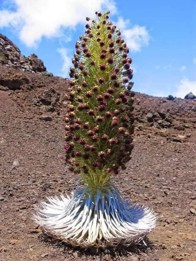 Unique Rare Flower - The Flower Of Patience!