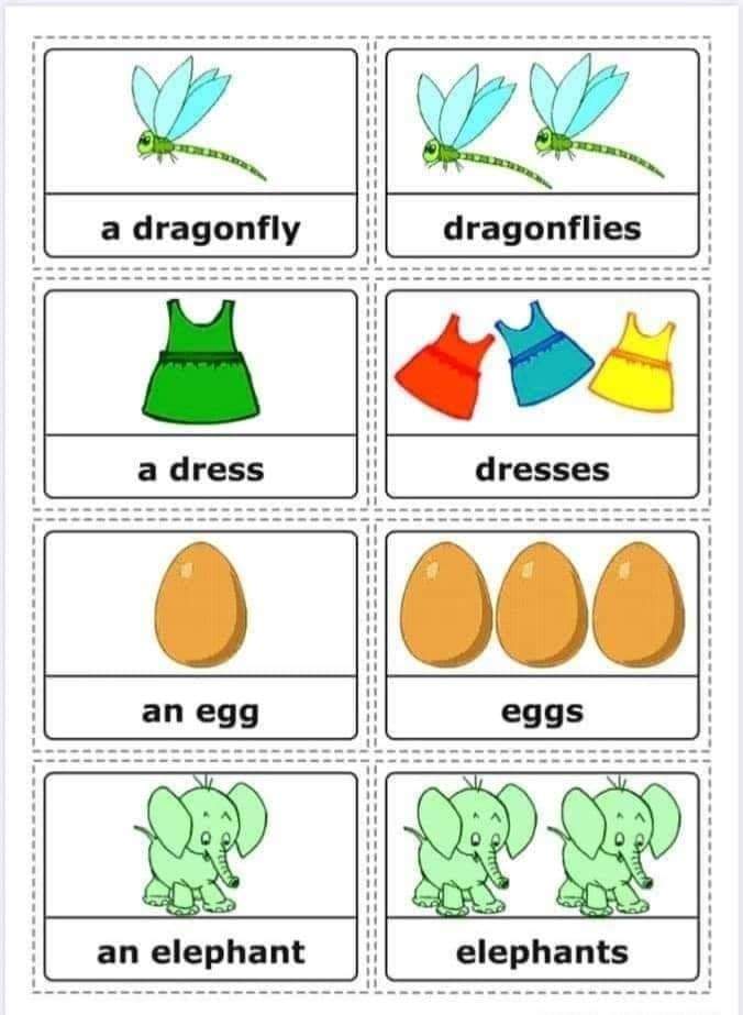 Some Useful Vocabulary - Singular and Plural Nouns | English Lessons