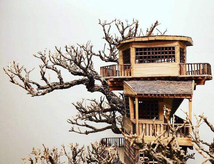 These incredible bonsai tree houses were created by the late artist Dave Creek who tragically died in a skydiving incident earlier this year!