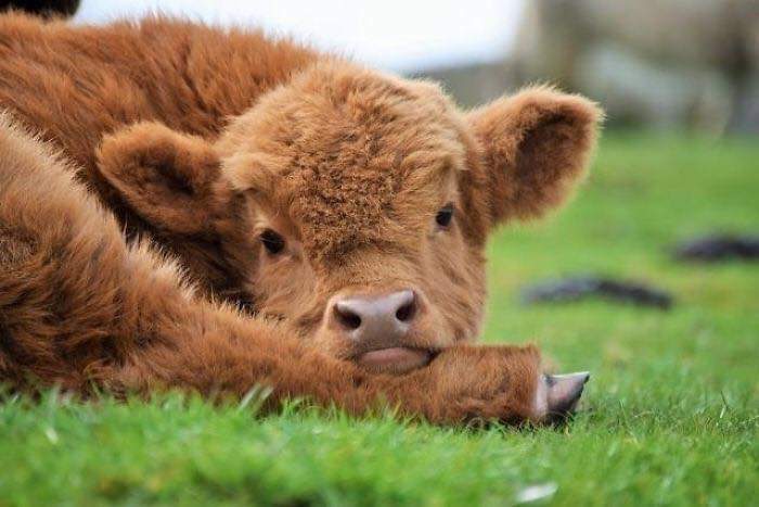 Adorable Highland Cattle Calves  (44 Pics)