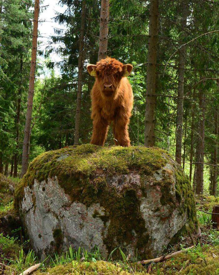 Adorable Highland Cattle Calves  (44 Pics)
