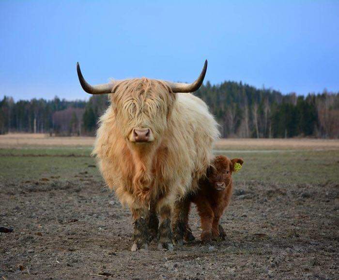 highland cattle calves
