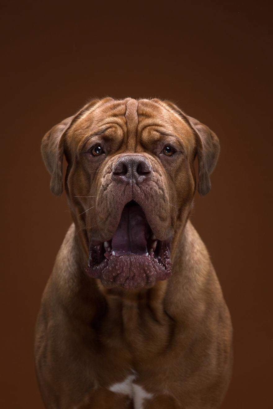 The Creative Duo From Moscow Alexander Khokhlov And Veronica Ershova, Explore The Uniqueness Of Different Dog Breeds And Their Beautiful Personalities (59 Pics)