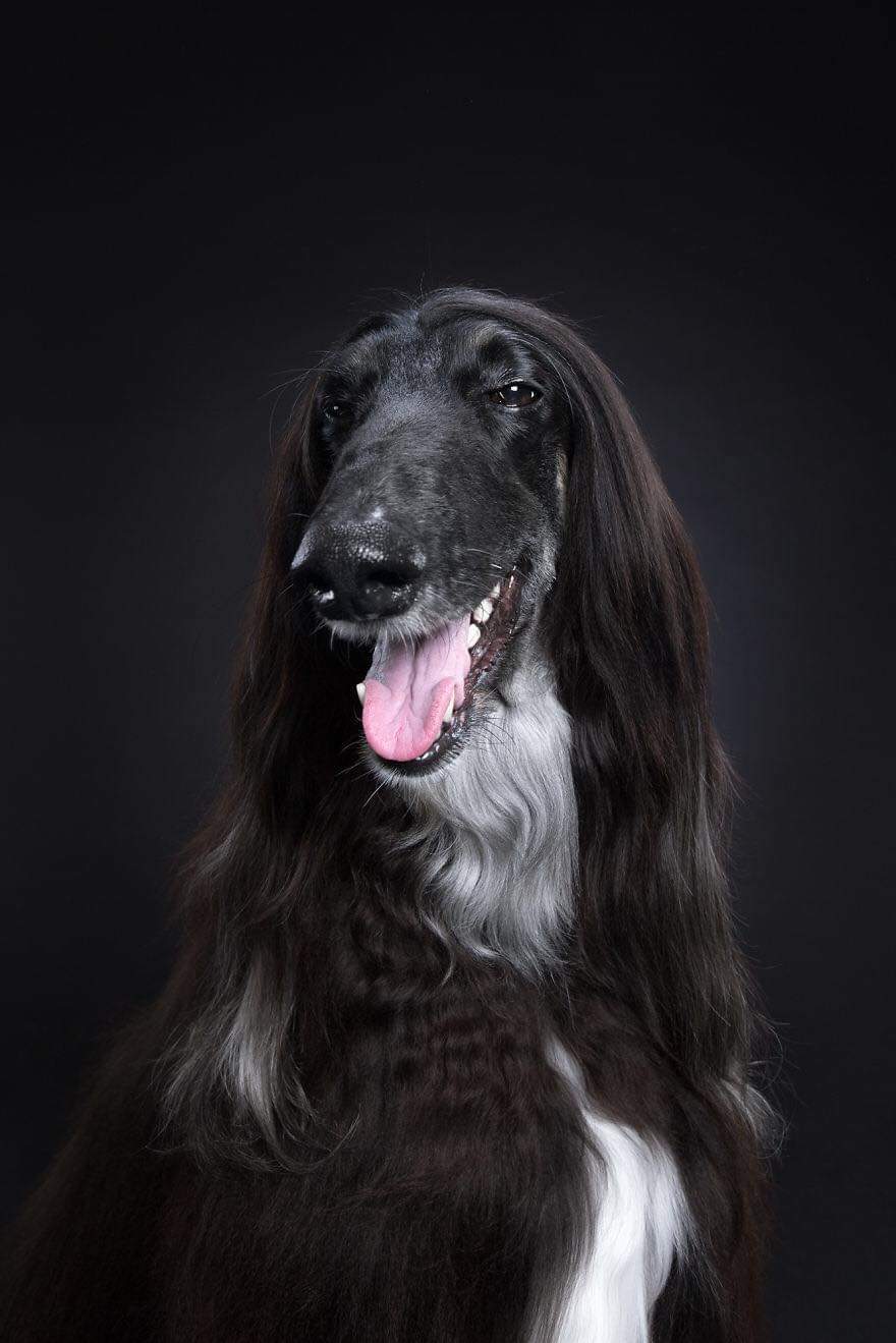 The Creative Duo From Moscow Alexander Khokhlov And Veronica Ershova, Explore The Uniqueness Of Different Dog Breeds And Their Beautiful Personalities (59 Pics)