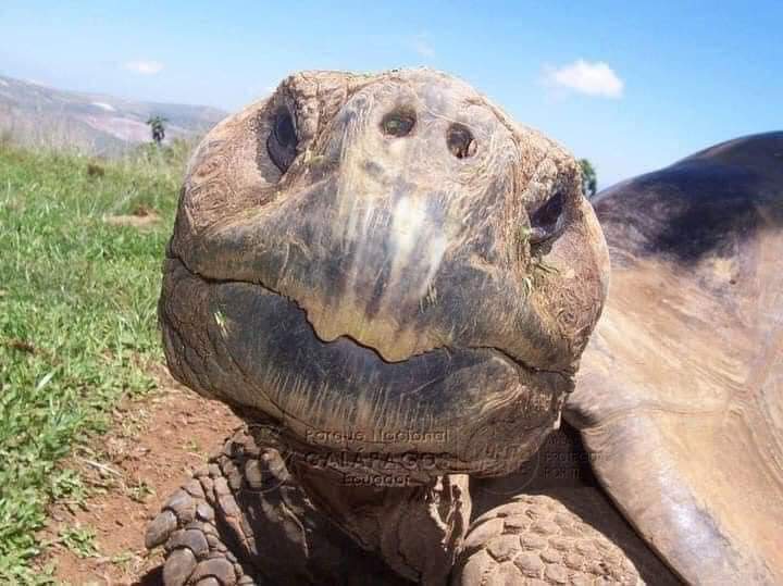 Over 100 years old Turtles, in the Galapagos Islands in Ecuador (10 Pics)