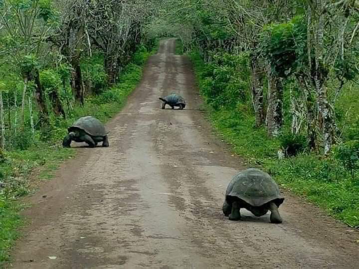 Over 100 years old Turtles, in the Galapagos Islands in Ecuador (10 Pics)