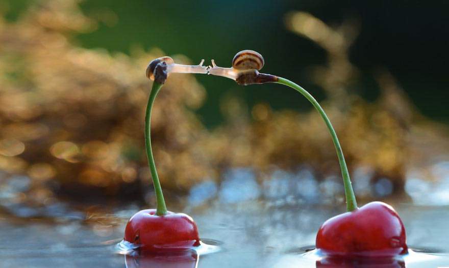 A Magical Miniature World Of Snails By Vyacheslav Mishchenko (12 Pics)