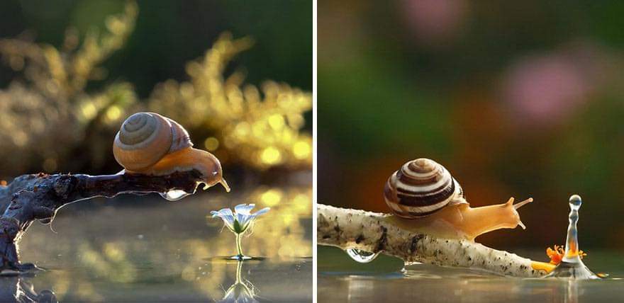 A Magical Miniature World Of Snails By Vyacheslav Mishchenko (12 Pics)