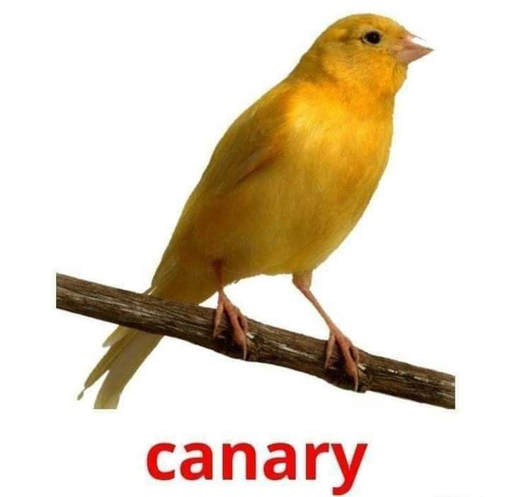 Name of Birds (15 Pics) | English Lessons