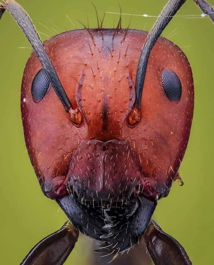 Close footage of insects (35 Pics)