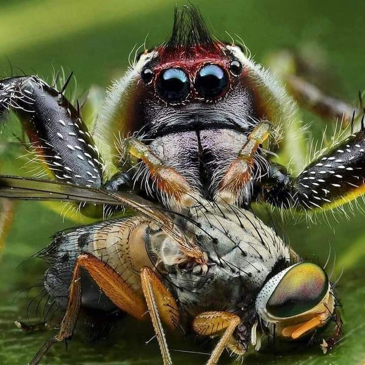 Close footage of insects (35 Pics)