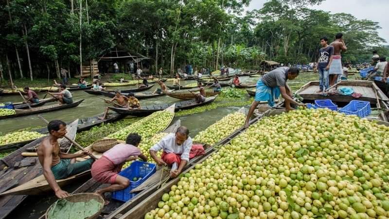 Floating Guava Market In Rural Bangladesh
